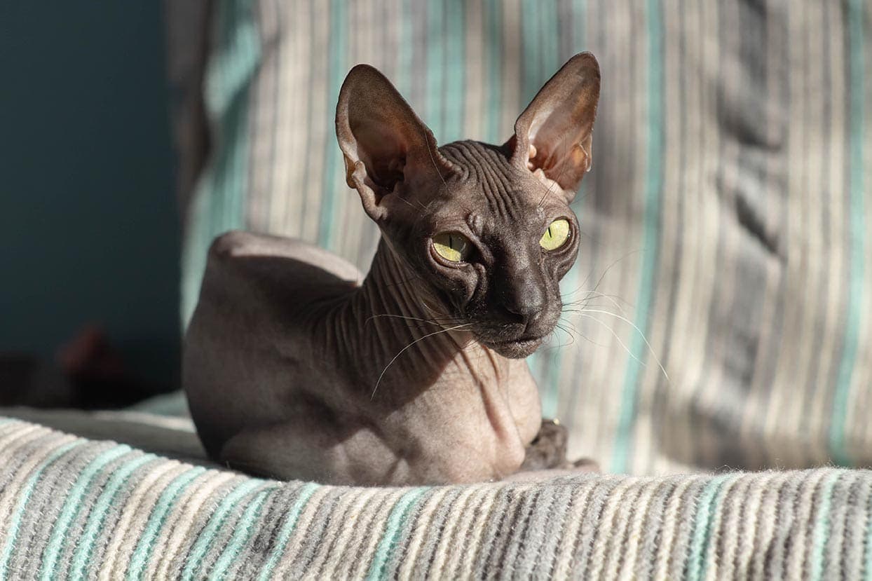 8 Hairless Cat Breeds: Bald & Beautiful (with Pictures) | Hepper