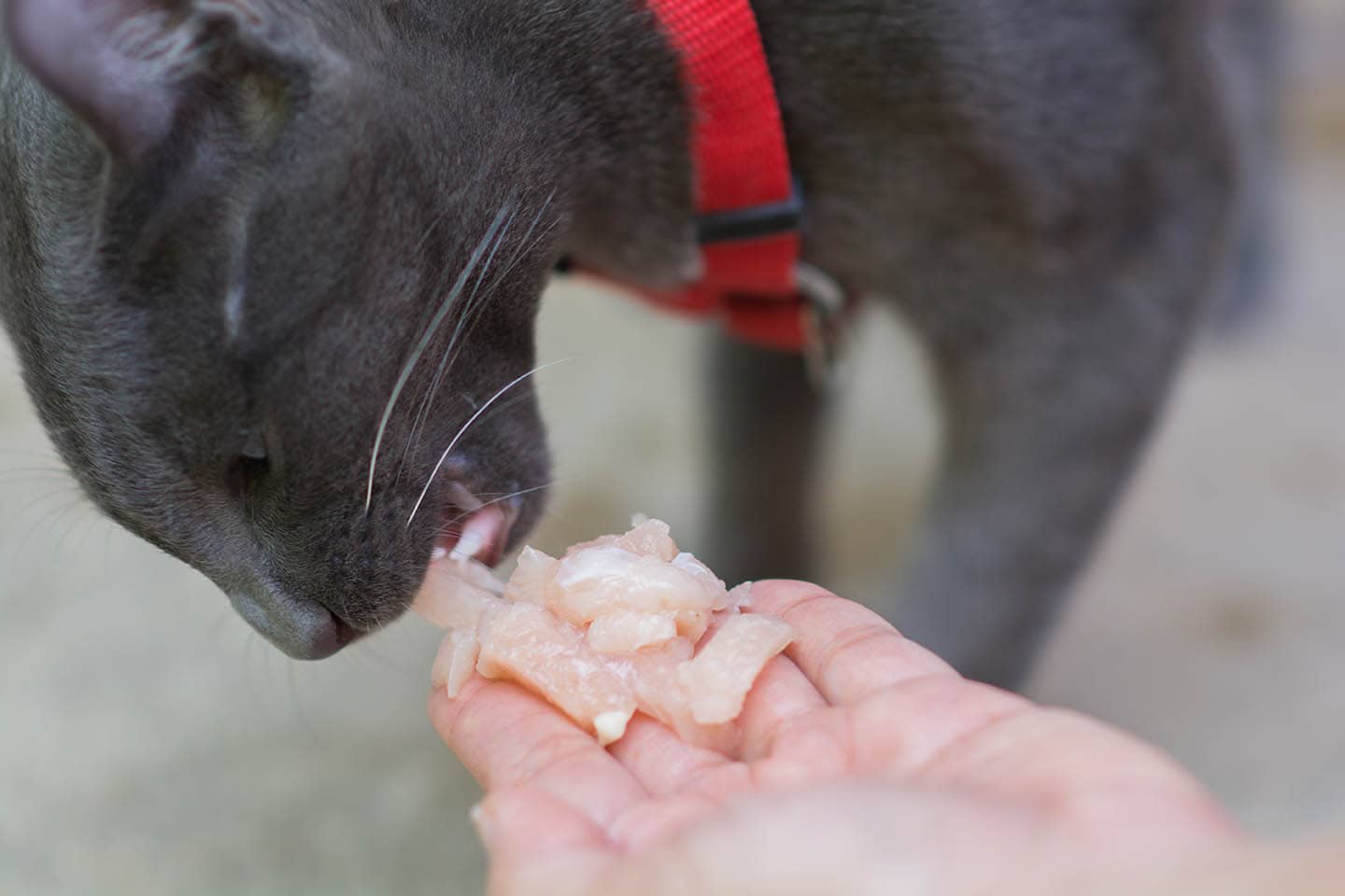 Можно котам давать сырое мясо. Питание кошек.