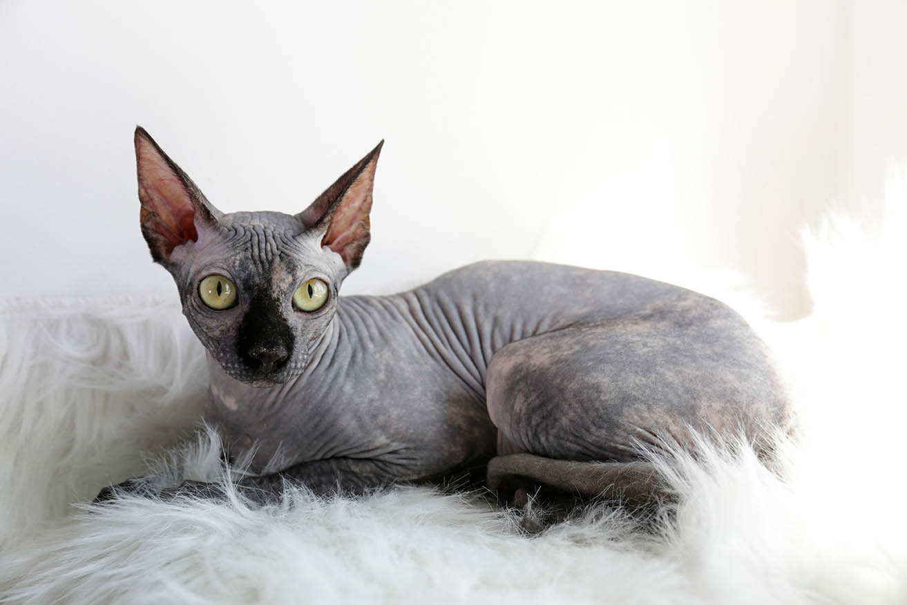 Gato sin pelo y de color gris tumbado sobre una manta de pelo blanco.