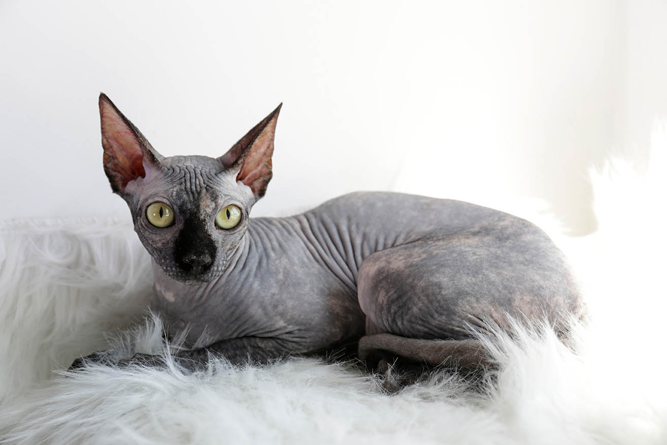 Un chat sphynx