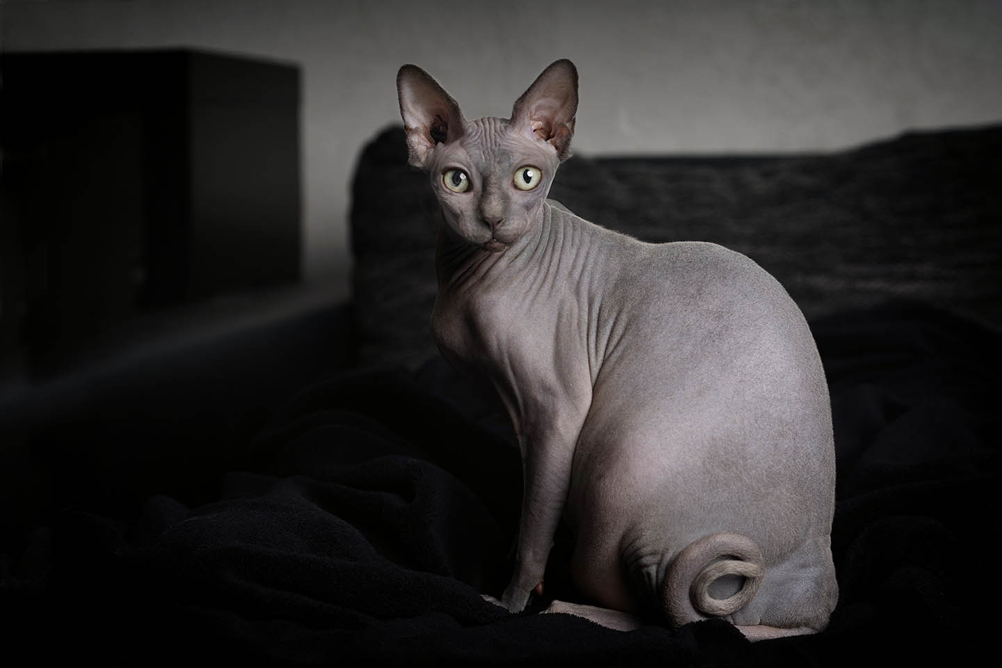 Gato esfinge gris sobre cama negra.
