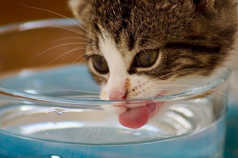 Katze trinkt Wasser aus einer Glasschüssel