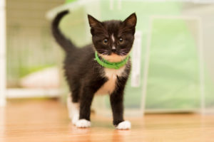 Kitten with Flea Collar black and white on floor staring