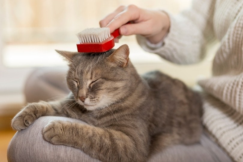 medium haired tabby cat being brushed