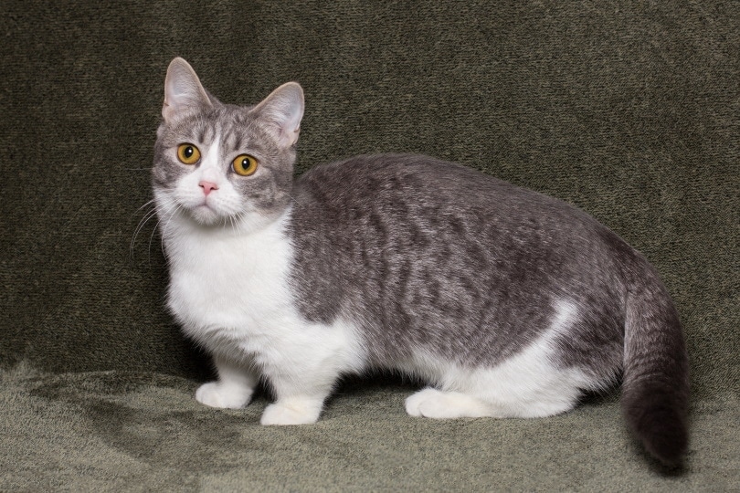 Munchkin Tabby Cat - Pictures, Facts & History