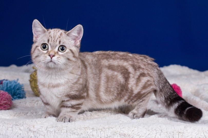 munchkin cat playing