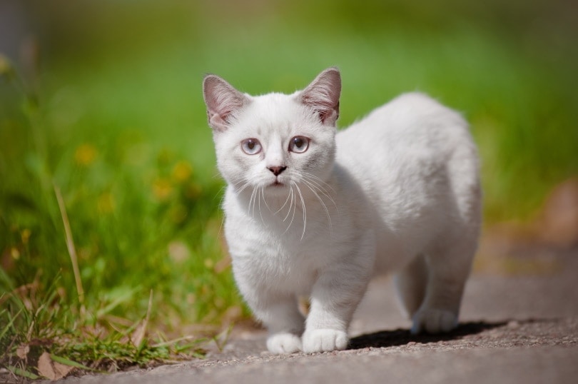 munchkin cat walking outdoor