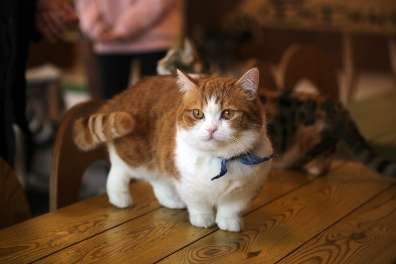 A munchkin cat on top of a table