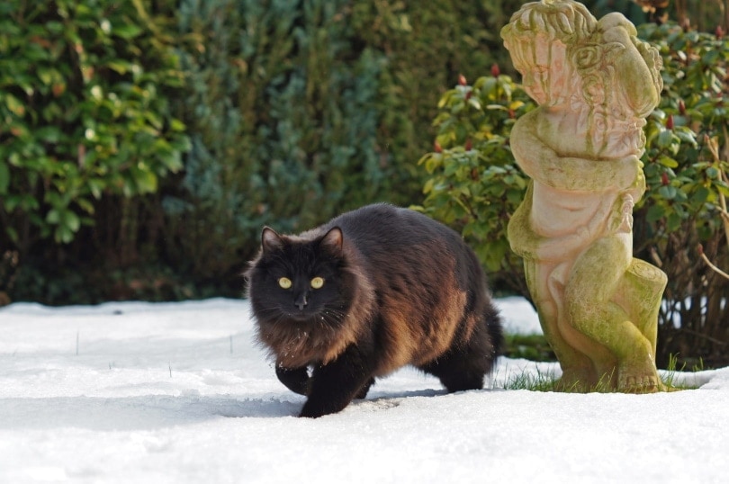 nebelung cat in snow