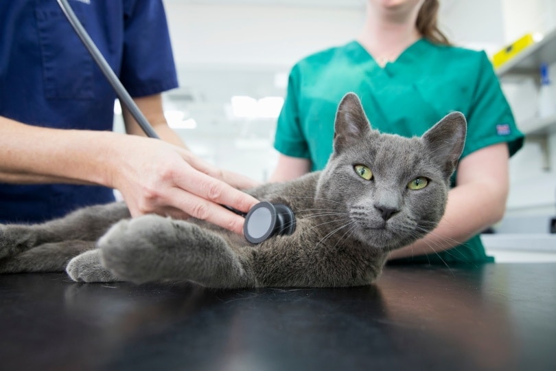 mèo nebelung trong phòng khám thú y
