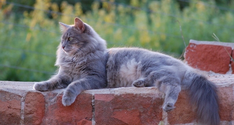 nebelung cat price uk