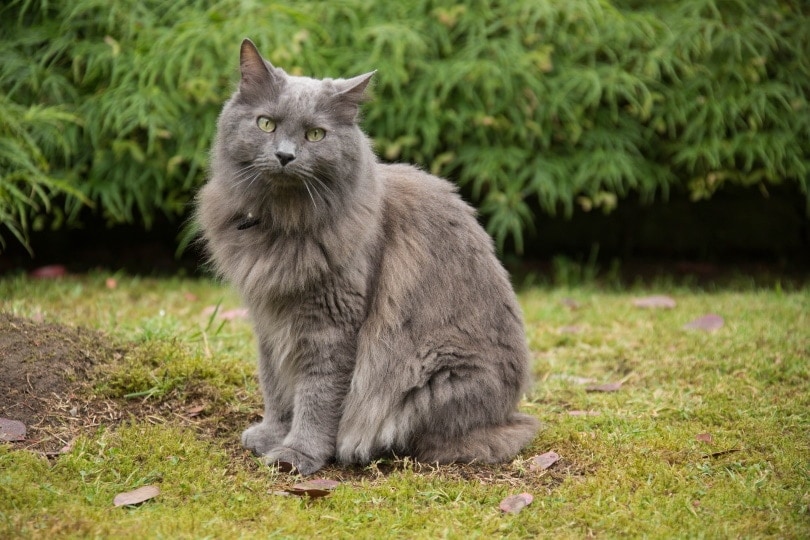 42++ Buy nebelung cat uk cat pics, cats, cute cats