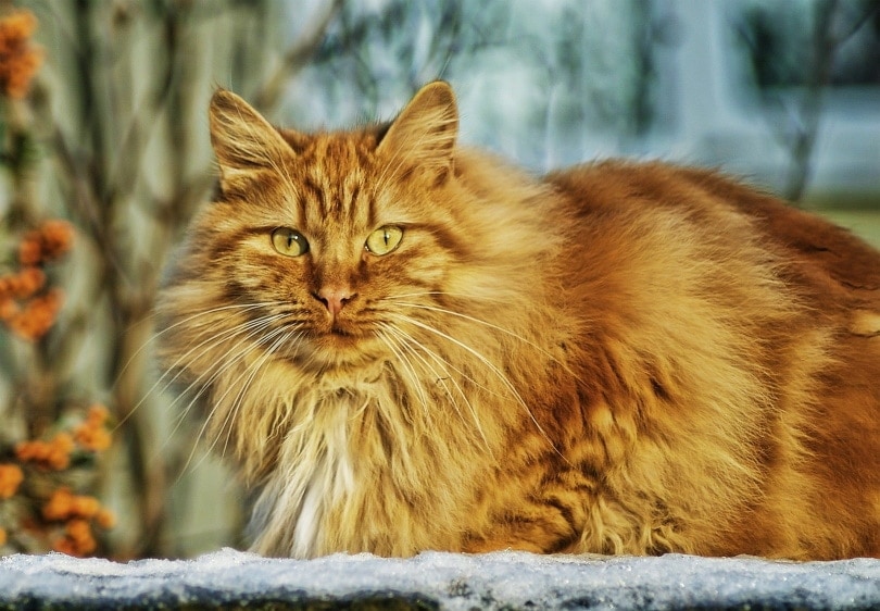 Norwegian Forest Cat Adoption: Norwegian Forest Cat Kittens for