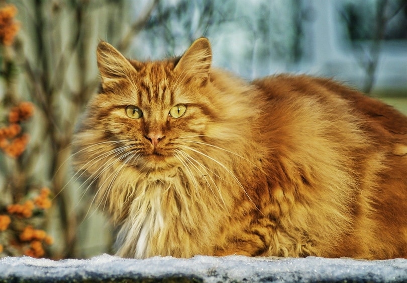 Orangefarbene Norwegische Waldkatze im Liegen