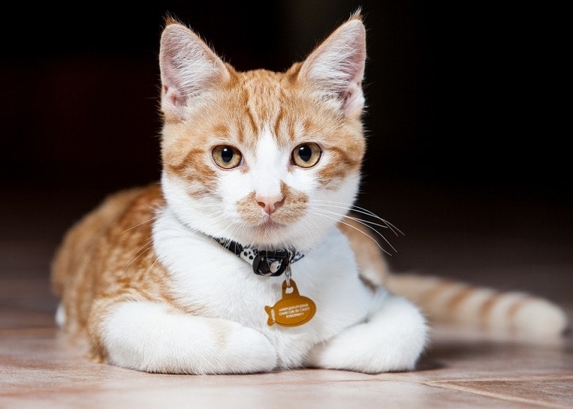 orange-and-white-tabby-cat-with-collar dark background inside tile