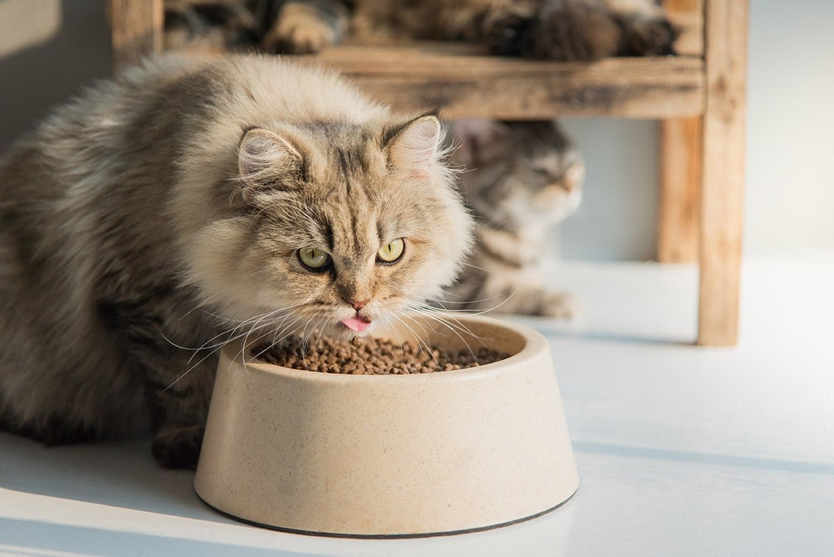 Gato peludo de ojos verdes comiendo de su tazón mirando a cámara