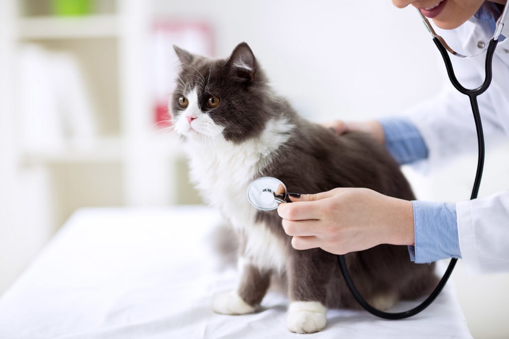 persian cat vet check up