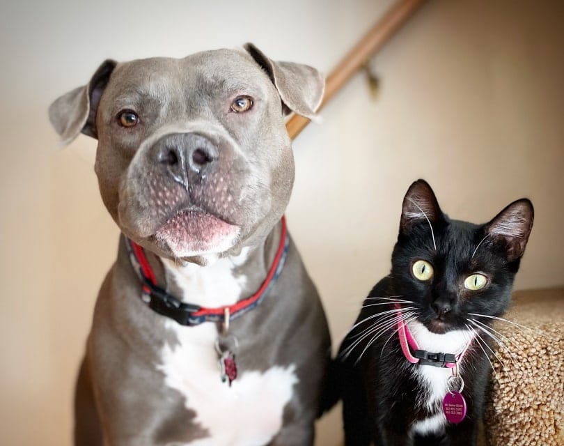 pitbull and cat