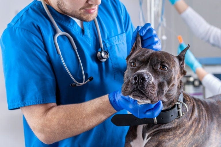 What Are the Vet Costs for Dog Eye Infections & Eye Surgery (2024