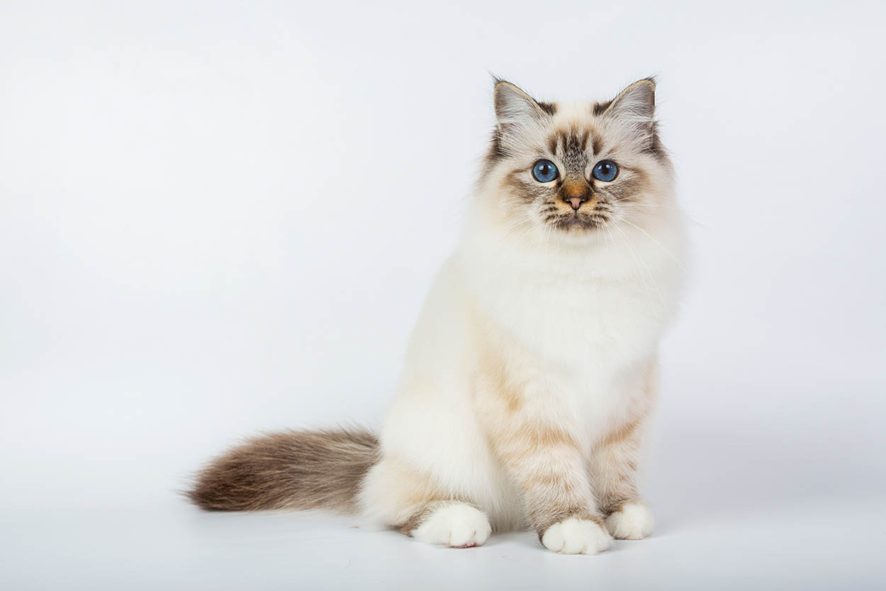 Sacred Birman Cat