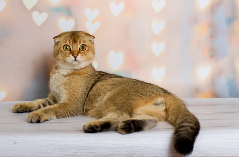 scottish fold cat lying down