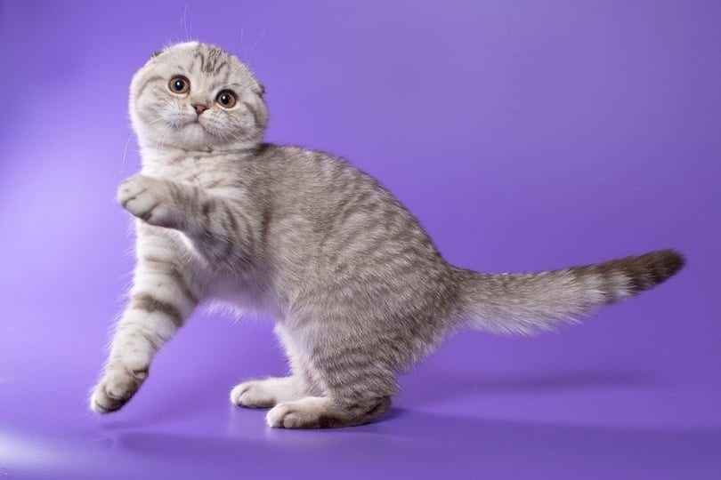 How Much Does a Scottish Fold Cost? 2023 Price Guide | Hepper