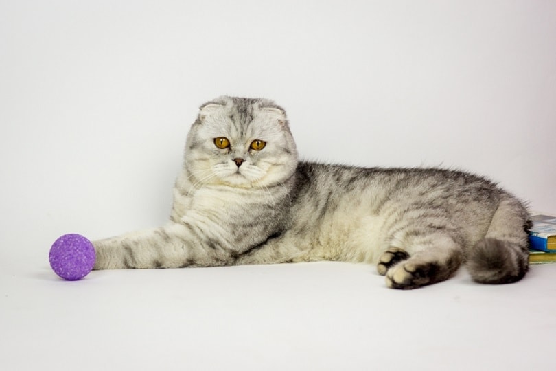 Marble shaded tabby scottish fold cat with toys