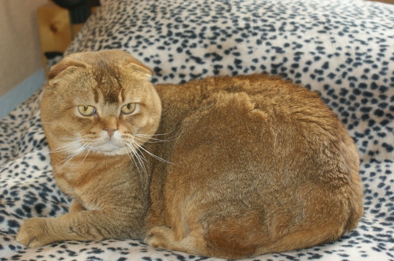 scottish fold cat_Karin Wördehoff_Pixabay