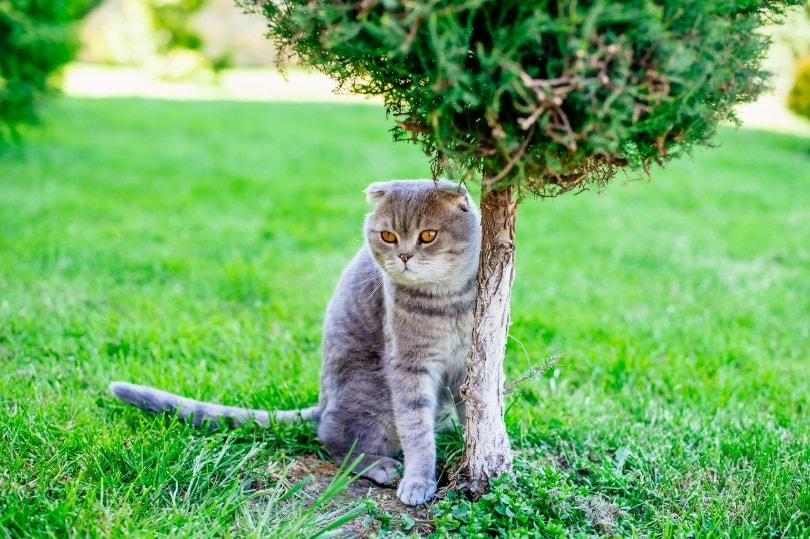 scottish fold cat_Nadiia Rotman_Shutterstock