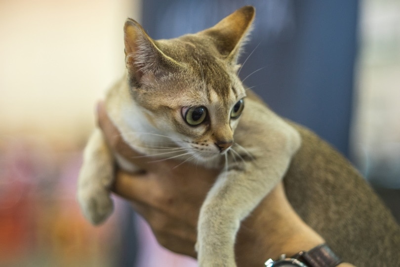 singapura cat_Jaroslaw Kurek_Shutterstock