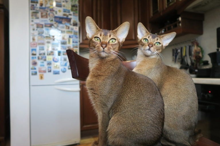How Much Does It Cost to Own a Singapura Cat? (2021 Price ...