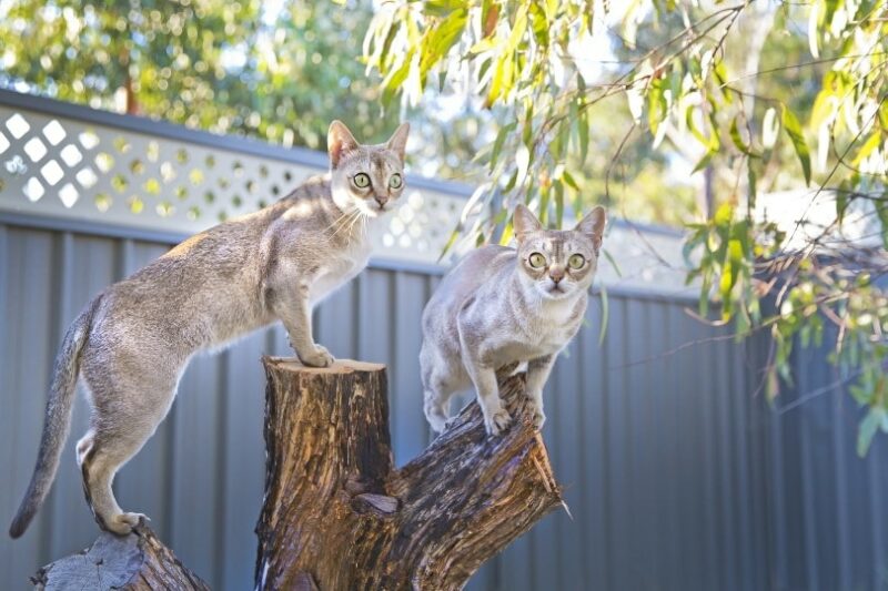 singapura cats