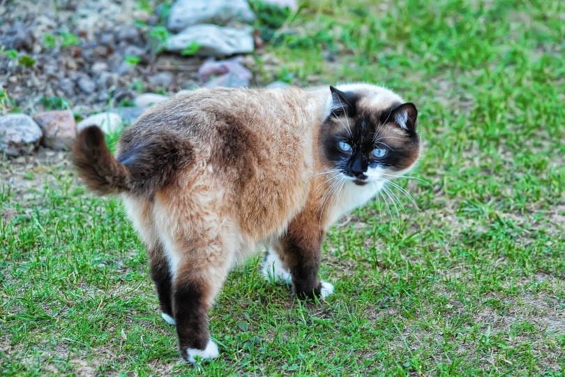snowshoe cat on grass