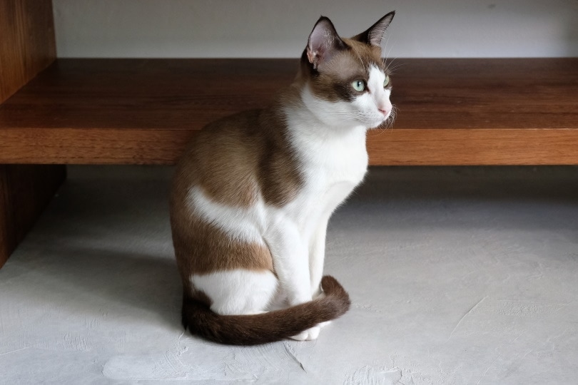 snowshoe cat sitting on the floor