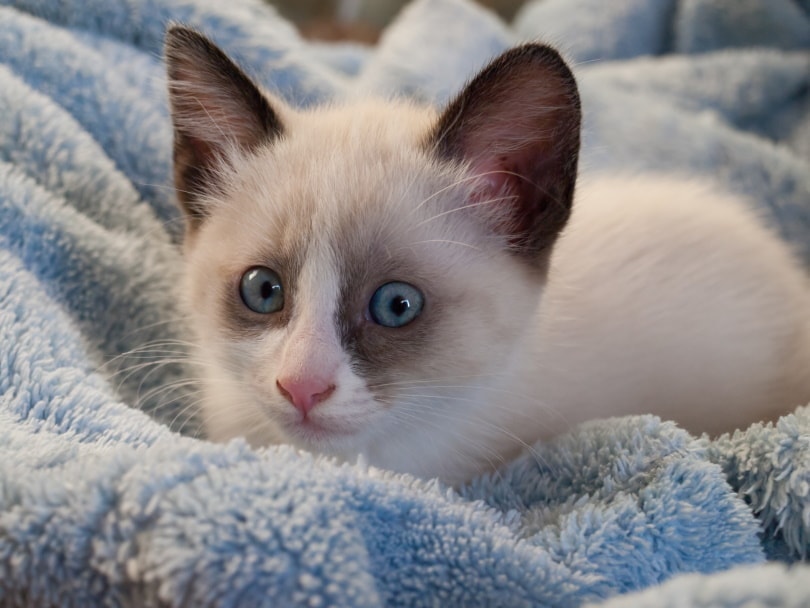 snowshoe kitten