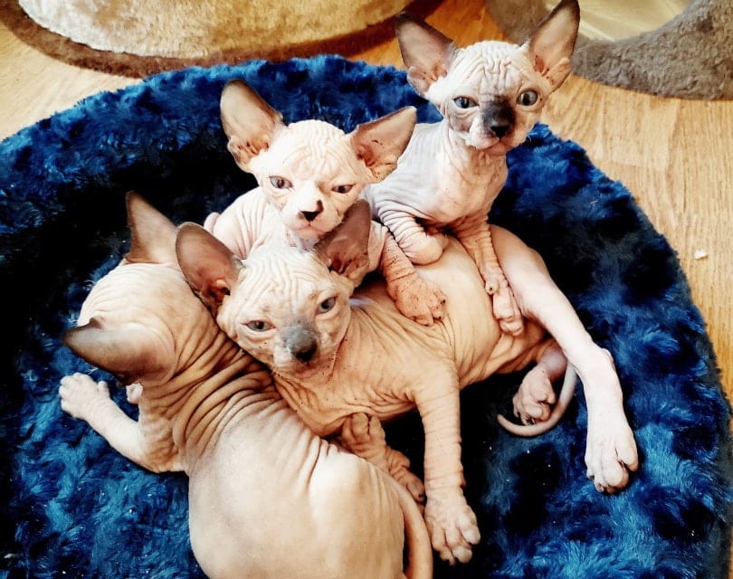 mèo con sphynx