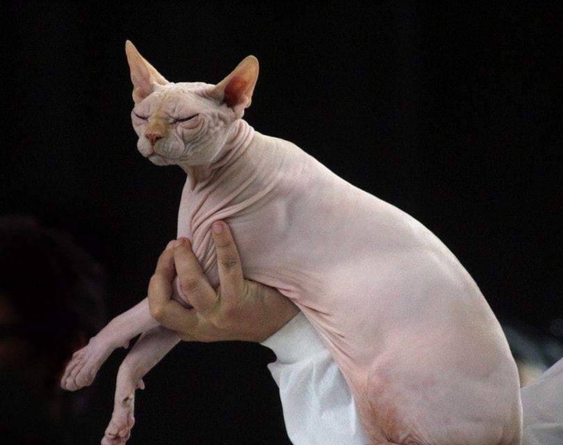 mèo sphynx màu trơn