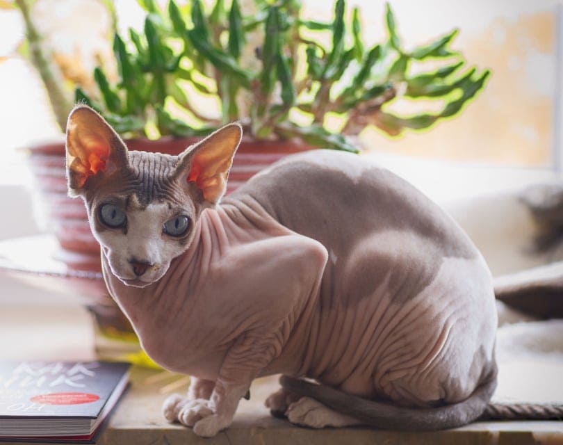 Gato sin pelo, de orejas grandes, sentado sobre una mesa.