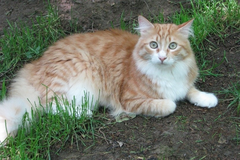 tabby and white maine coon cat