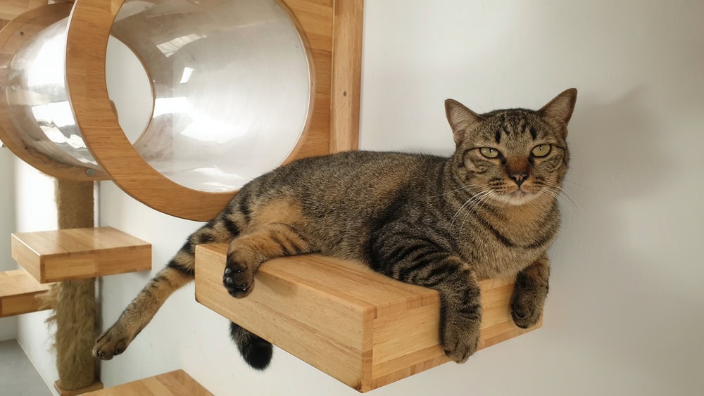 tabby cat resting in wall mounted cat shelve