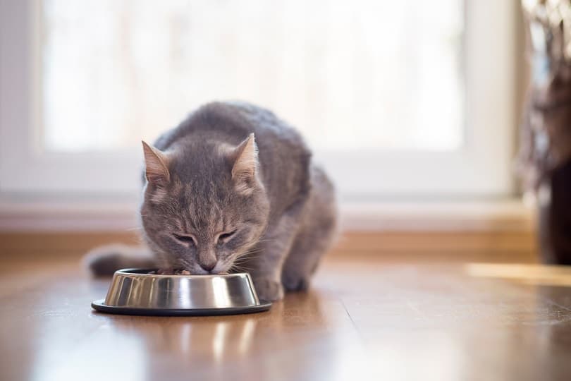 tabby cat sitting next to a food bowl