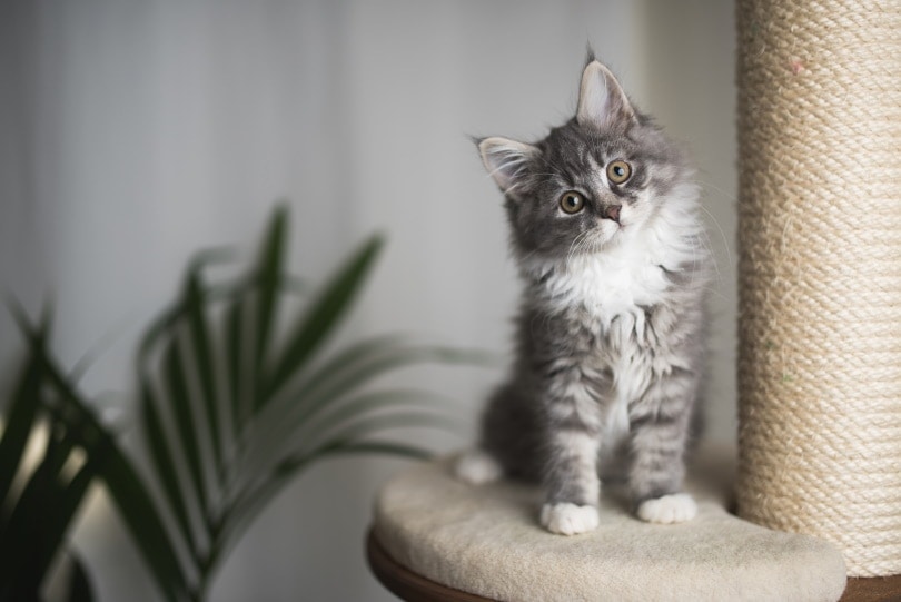 tabby maine coon kitten