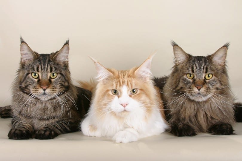 Trois magnifiques maine coons