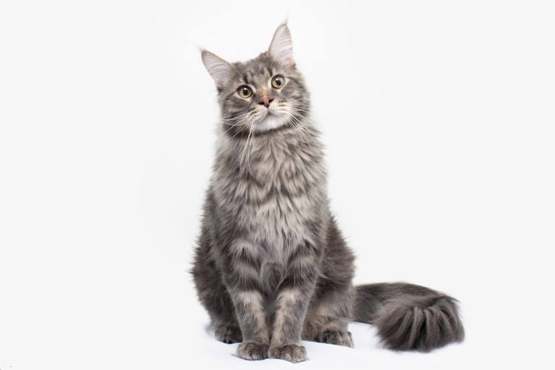 ticked tabby maine coon_Remark_Anna, Shutterstock