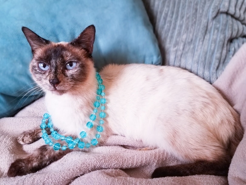 tortie point siamese_Kitti_Kween_Shutterstock