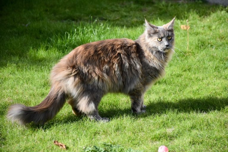 7 Types of Maine Coon Coat Colors (With Pictures) Hepper