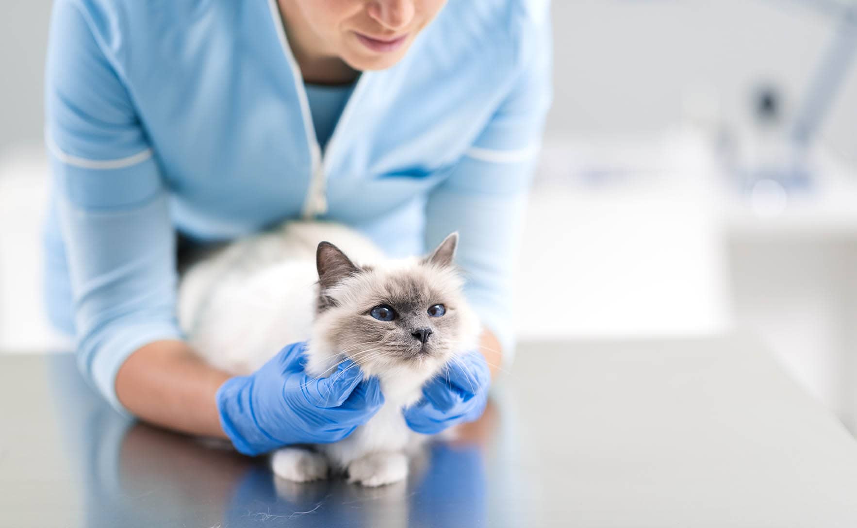 vet assessing birman cat