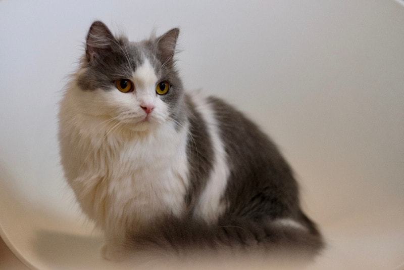 white gray Napoleon cat