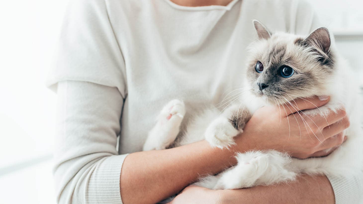 Woman cuddling a birman cat