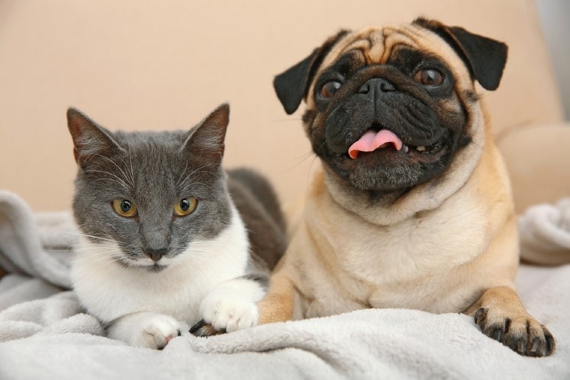 Adorable pug and cute cat lying together on sofa